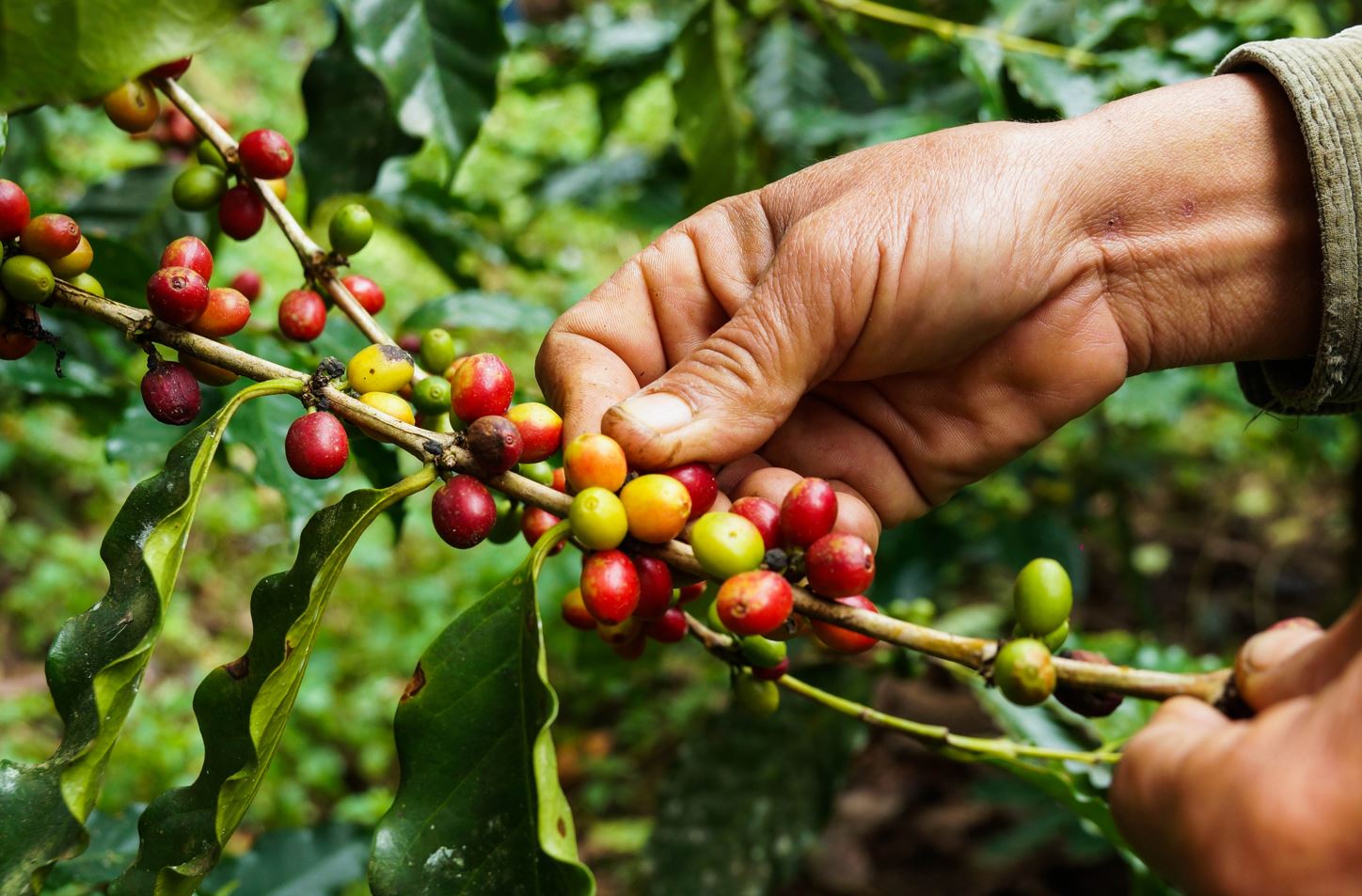 2 Les différents types de récolte du café